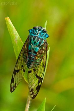 a blue and black insect sitting on top of a green plant