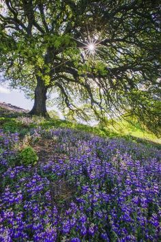 the sun shines brightly through the branches of an oak tree in a field of wildflowers