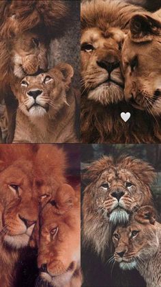 four different pictures of lions with hearts in their eyes and the words love written on them