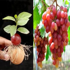 two pictures one with red grapes and the other has green leaves on top of it