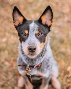 a small dog sitting in the grass looking at the camera with an alert look on its face