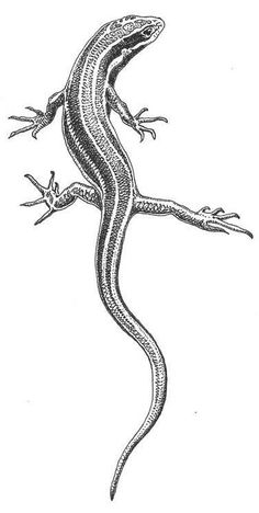 an ink drawing of a lizard on a white background