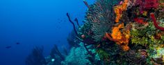 an underwater view of some corals and seaweed