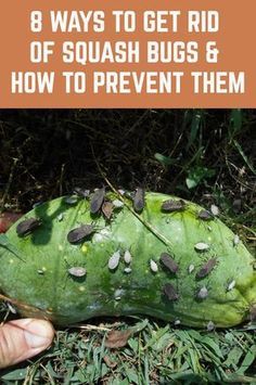 a hand holding a green plant with bugs on it and the words, 8 ways to get rid of squash bugs & how to prevent them