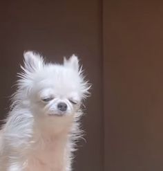 a small white dog standing on top of a wooden floor