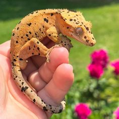 a small gecko is sitting on someone's hand in front of some flowers