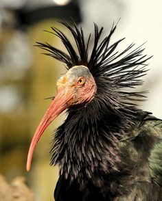 a close up of a bird with very long black feathers and an orange beak on it's head