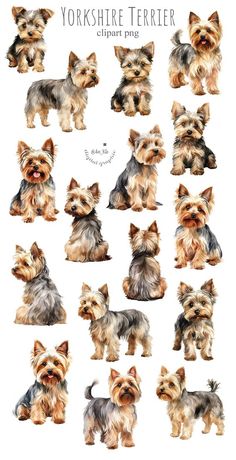 the yorkshire terrier dog is shown in many different poses and colors, including brown, black