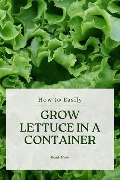 lettuce in a container with the title how to easily grow lettuce in a container