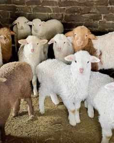 a herd of sheep standing next to each other on top of a pile of hay