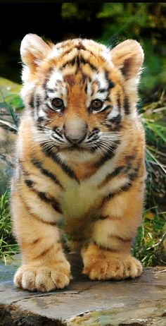 a small tiger cub sitting on top of a stone slab in front of some grass