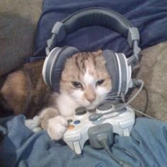 a cat laying on top of a couch next to a video game controller and headphones