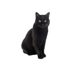 a black cat with yellow eyes sitting down