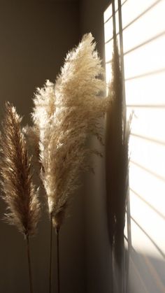 two tall grass plants sitting next to each other in front of a window with the sun shining on them