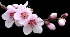 pink flowers are blooming on the branch of an apple tree in front of a white background