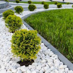 a small green tree sitting on top of a lush green grass covered field next to a park