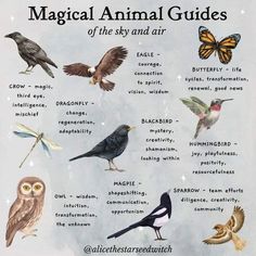 @mysticwitchofthemoon on Instagram: "Love this guide by @alicethestarseedwitch . . . . #wiccansofinstagram #witchlife #witchesofinstagram #witch #witchcraft #wicca #wiccan #pagan #spiritual #spiritualawakening #Spirituality #witchessociety #witchytips #magic #babywitch #beginnerwitch #forestwitch" Air Element Animals, Spiritual Animals, Animal Totem Spirit Guides, Spiritual Signs, Spirit Animal Meaning, Magic Ritual, Salt Recipes, Animal Meanings, Witches Familiar