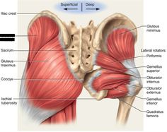 Muscles Diagram, Punkty Spustowe, Bolesti Chrbta, Yoga Anatomy, Lower Extremity, Muscle Anatomy, Foot Reflexology