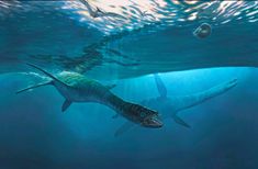 an artist's rendering of two sharks swimming in the ocean