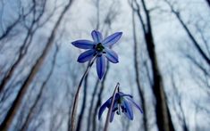 two blue flowers in front of trees with no leaves on the stems and one flower is still blooming