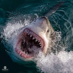 a great white shark with its mouth open in the water