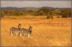 two zebras are standing in the tall brown grass and trees, with mountains in the background