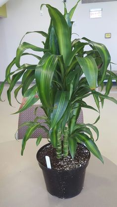 a large green plant sitting on top of a table next to a black potted plant