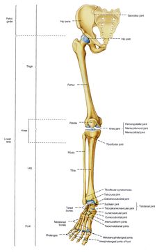 the bones of the lower limbs and upper limbs are shown in this diagram, with labels on