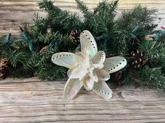 a white flower sitting on top of a wooden table next to pine cones and needles