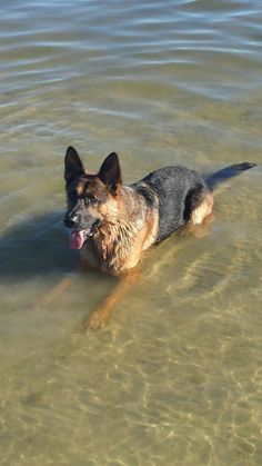 a dog is swimming in the water with his tongue out