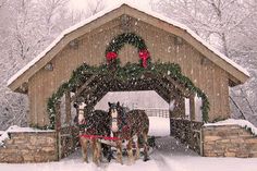 two horses are standing in front of a christmas gazebo with the words merry christmas when i live came down