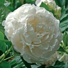 a large white flower sitting on top of green leaves