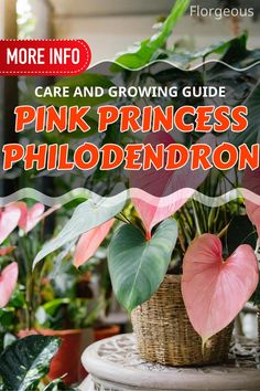 Pink Princess Philodendron Pink Princess Philodendron, Philodendron Care, Princess Philodendron, Orchid Bark, Liquid Fertilizer, Pink Leaves, Plant Needs, Pink Princess, Potting Soil