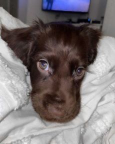 a brown dog laying on top of a bed under a white blanket next to a tv