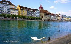 a white swan swimming in the water next to some tall buildings and green trees on either side