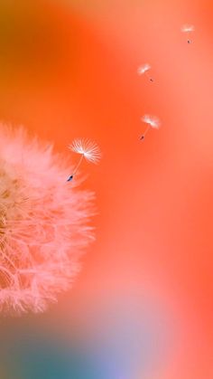 a dandelion blowing in the wind on an orange and pink background