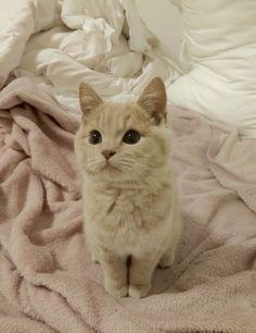 a cat sitting on top of a bed covered in blankets