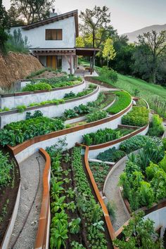 an outdoor garden with many different types of vegetables and plants growing in the area, including lettuce