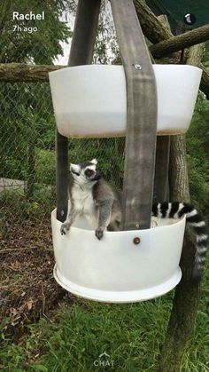 a raccoon sitting on top of a white bucket hanging from a tree branch