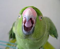 Does your bird scream like this? Or bite you? Or have some other socially unacceptable behavior? The Veterinary Center can help! Contact the Veterinary Center to hear about our behavior modification program, so that you and your bird can live more harmoniously together! Parrot Training, Green Parrot, Parrot Pet, Funny Talking, Funny Parrots, Parrot Toys