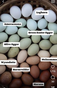 an image of eggs in a basket labeled with their names on them, and what they look like