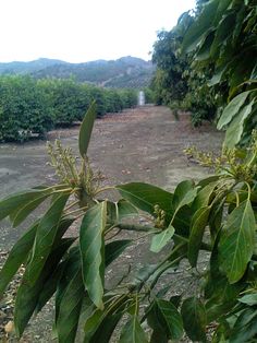 there is a tree with green leaves in the foreground