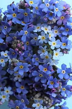 A bunch of blue forget me not flowers photographed from above. Mint Plant Care, Forget Me Nots Flowers, Forget Me Not Blue, Forget Me Not Flowers, Mint Plants, Forget Me Nots, Flower Therapy, Forget Me Not, The Pretty