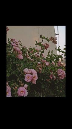 pink flowers growing on the side of a white building with a clock tower in the background