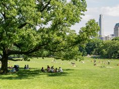 many people are sitting under the shade of a large tree on a sunny day in a park