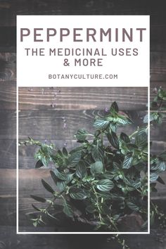 a potted plant with the title peppermint, the medical uses & more