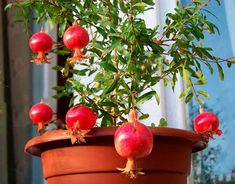 a potted plant with red fruit hanging from it