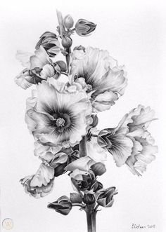 a pencil drawing of flowers in a vase