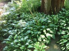 some very pretty green plants by a big tree