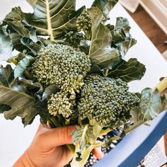 broccoli florets are being held by someone's hand on a table